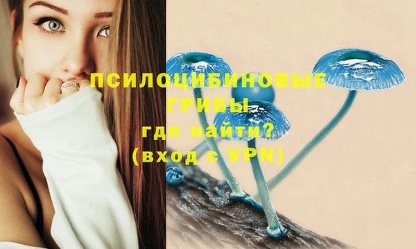 сатива Волоколамск